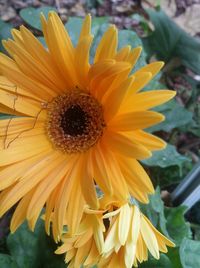 Close-up of yellow flower