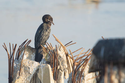 Close-up of bird perching on wooden post