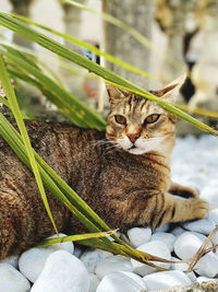 Close-up portrait of a cat