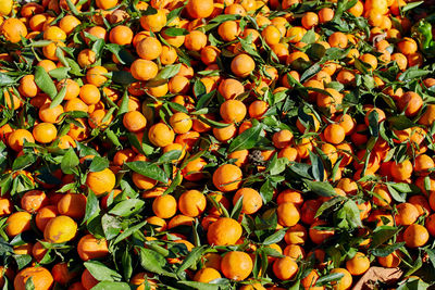 Full frame shot of orange fruits in market