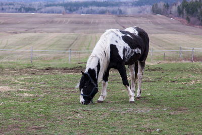 Side view of piebald horse with blue eye feeding in field during grey spring morning