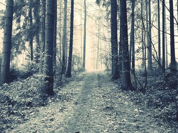 Trees growing in forest