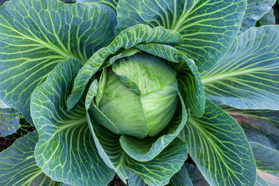 Full frame shot of green leaves