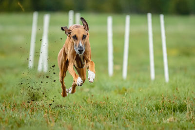 Dog running on field