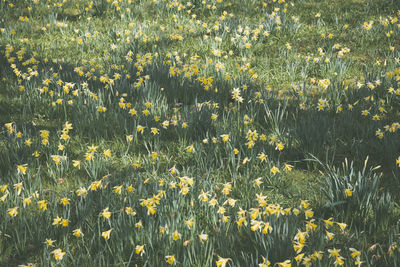 Close-up of fresh yellow flowers blooming in field