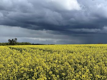 Scenic view of field against cloudy sky