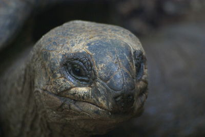 Close-up of tortoise