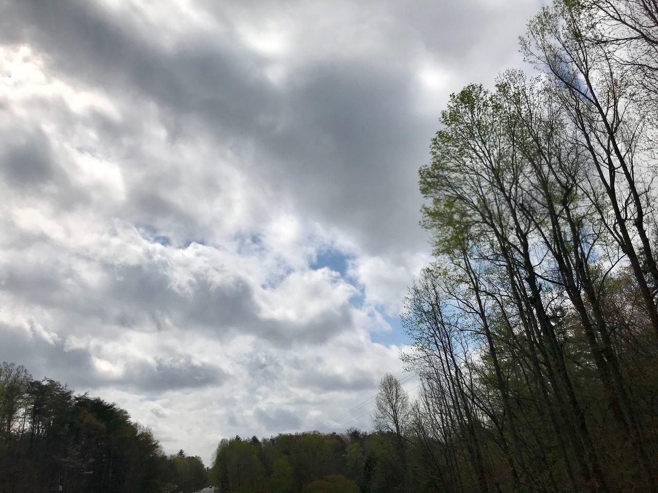 LOW ANGLE VIEW OF TREES GROWING AGAINST SKY