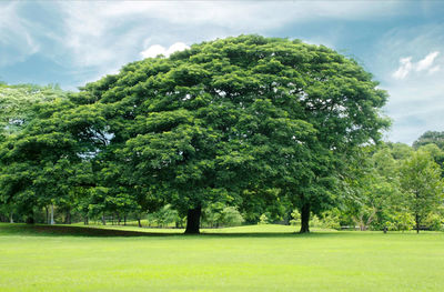 Trees on field against sky