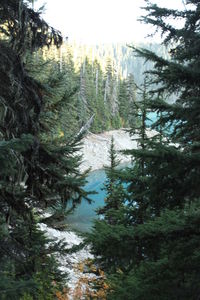 Scenic view of forest against sky