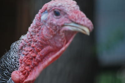 Close-up of a bird