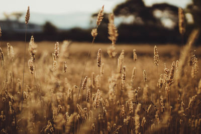 Close-up of stalks in field