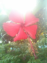 Low angle view of red flowers