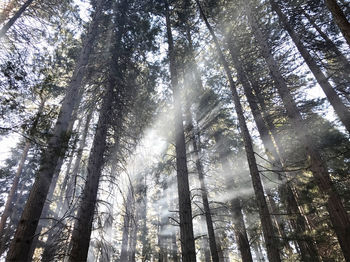 Low angle view of trees in forest