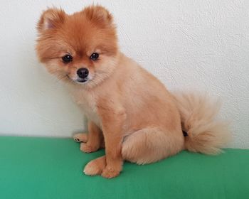 Portrait of dog sitting on wall