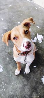 High angle portrait of dog looking at camera