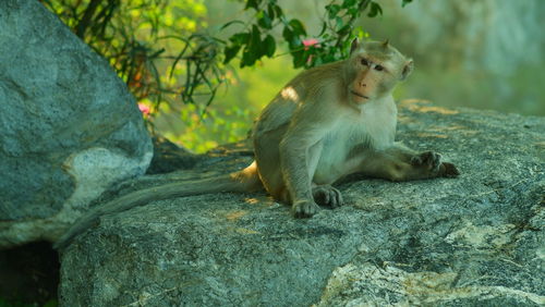 Monkey sitting on rock