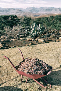 Cactus growing on field