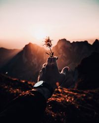 Cropped hand of man holding flower on mountain against sky during sunset