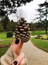 Cropped image of woman holding pine cone at park