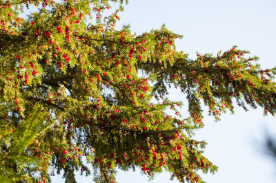 Autumn tree against sky