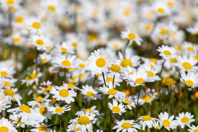 Close-up of white daisy flowers