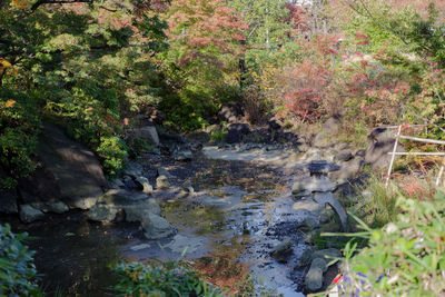 High angle view of stream amidst trees in forest