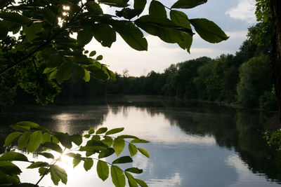 Scenic view of lake by trees against sky