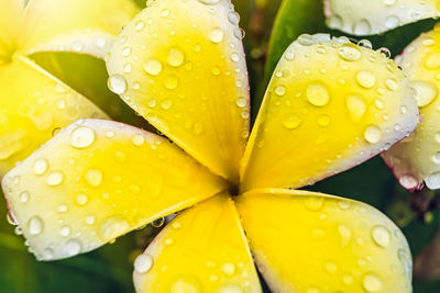 Close-up of wet yellow flower