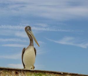 Close-up peruvian pelican - pelecanus thagus in front.