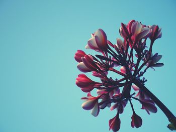 Low angle view of flowers against clear blue sky