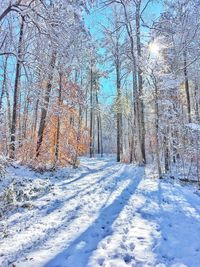 Bare trees in forest during winter