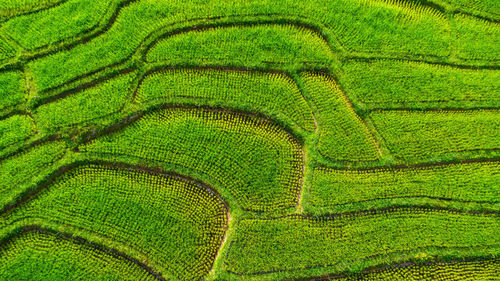 Full frame shot of agricultural field