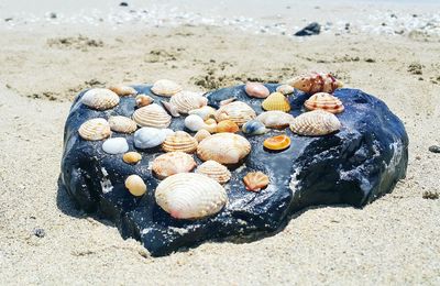 High angle view of shells on beach