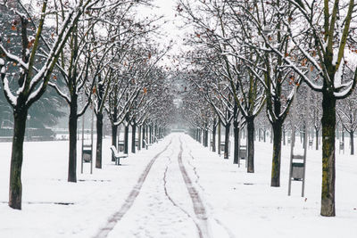 Snow covered bare trees during winter