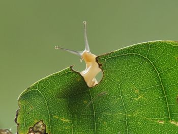 Close-up of insect on leaf