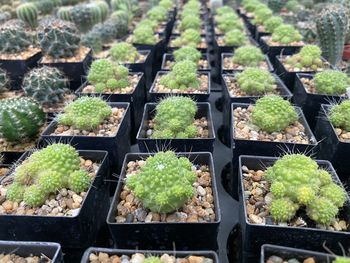 High angle view of potted plants in greenhouse