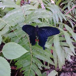 High angle view of butterfly on leaves