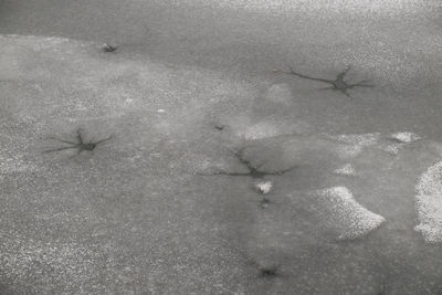 Close-up of crab on sand