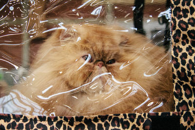 Close-up of hairy cat trapped in plastic bag