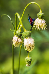 Flowers and insects in the woods.