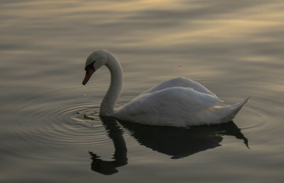 Swan swimming in lake