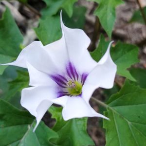 Close-up of fresh purple flowering plant