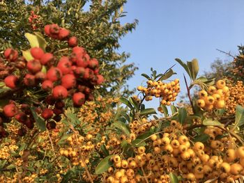 Low angle view of flowering plants against sky