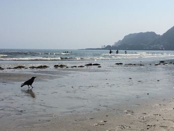 Seagulls on beach