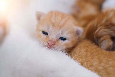 Close-up portrait of a cat