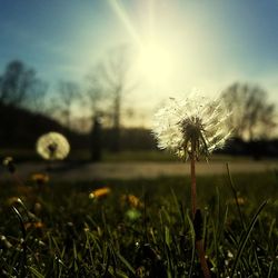 Close-up of flower growing on field against sky at sunset