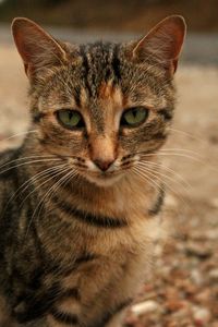 Close-up portrait of tabby cat