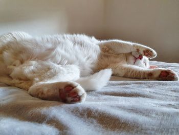 Close-up of cat sleeping on bed