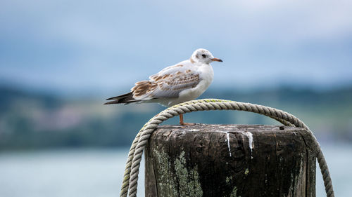 Close-up of birds perching on railing